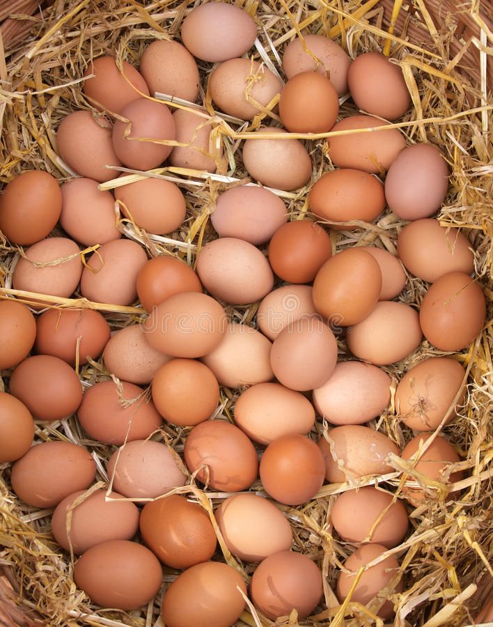 yumurta istehsali